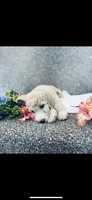 Phoebe , a female Poodle - Standard  and Newfypoo for sale in Burlington, NC – 6 of 10