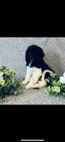 Noah , a male Poodle - Standard  and Newfypoo for sale in Burlington, NC – 2 of 10