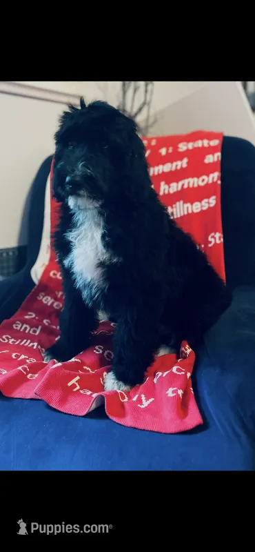 Martha  – Poodle - Standard , Newfypoo puppy for sale in Burlington, NC