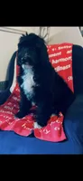 Martha , a female Poodle - Standard  and Newfypoo for sale in Burlington, NC – 1 of 10