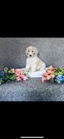 Sarah, a female Poodle - Standard  and Newfypoo for sale in Burlington, NC – 8 of 10