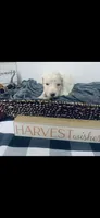 Izzy, a female Poodle - Standard  and Newfypoo for sale in Burlington, NC – 2 of 4