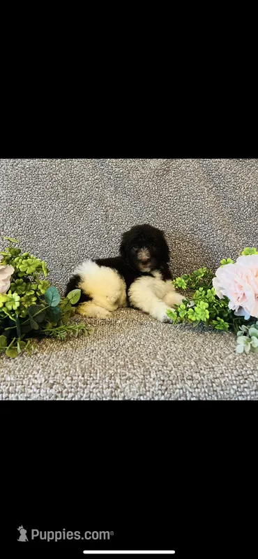 Naomi  – Poodle - Standard , Newfypoo puppy for sale in Burlington, NC