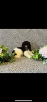 Naomi , a female Poodle - Standard  and Newfypoo for sale in Burlington, NC – 1 of 10