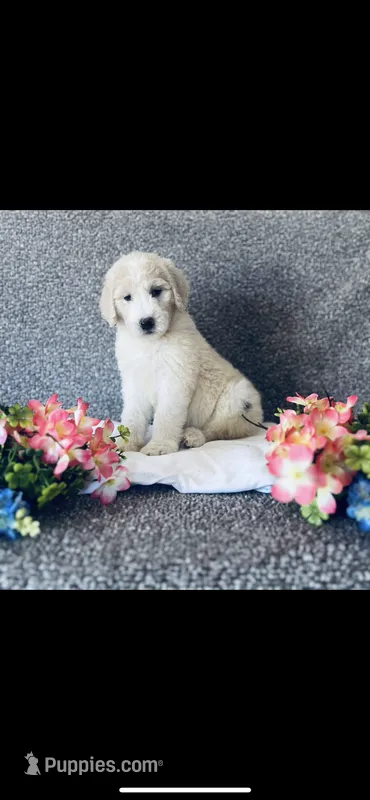 Bernice  – Poodle - Standard , Newfypoo puppy for sale in Burlington, NC