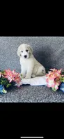 Bernice , a female Poodle - Standard  and Newfypoo for sale in Burlington, NC – 7 of 10