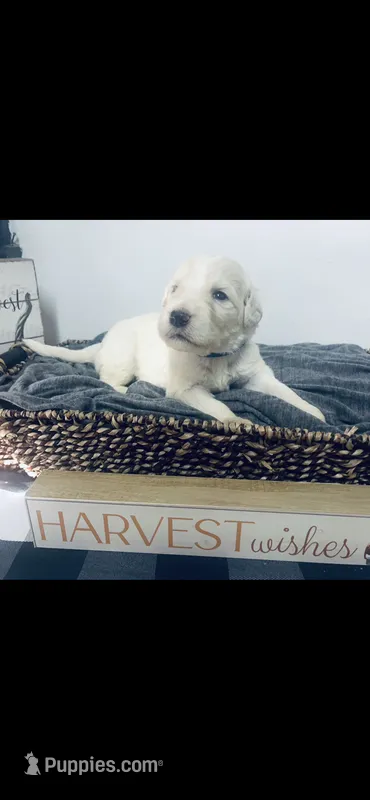 Derek – Poodle - Standard , Newfypoo puppy for sale in Burlington, NC