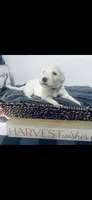 Derek, a male Poodle - Standard  and Newfypoo for sale in Burlington, NC – 1 of 4
