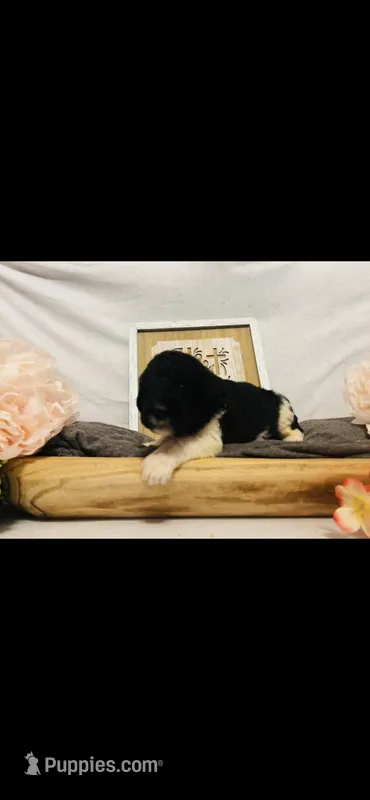 Leah – Poodle - Standard , Newfypoo puppy for sale in Burlington, NC