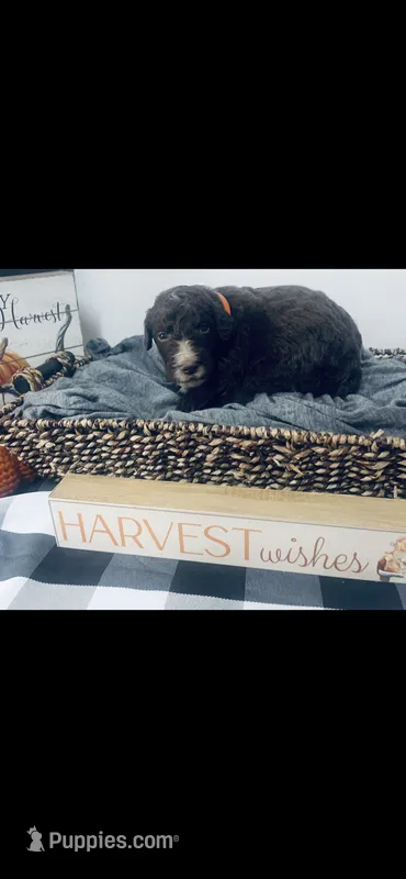 Burke  – Poodle - Standard , Newfypoo puppy for sale in Burlington, NC