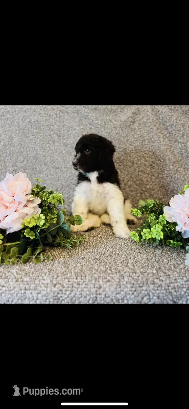 Naomi  – Poodle - Standard , Newfypoo puppy for sale in Burlington, NC