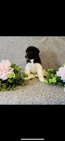 Naomi , a female Poodle - Standard  and Newfypoo for sale in Burlington, NC – 2 of 10