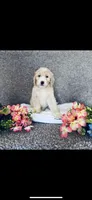 Phoebe , a female Poodle - Standard  and Newfypoo for sale in Burlington, NC – 8 of 10