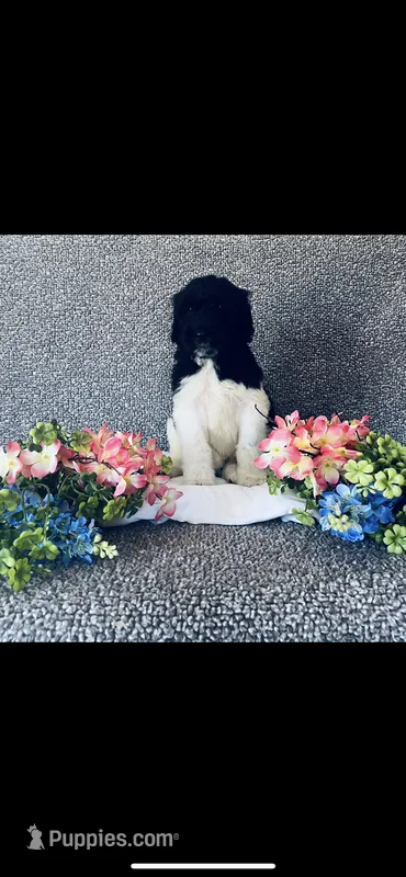 Noah  – Poodle - Standard , Newfypoo puppy for sale in Burlington, NC