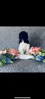 Noah , a male Poodle - Standard  and Newfypoo for sale in Burlington, NC – 5 of 10