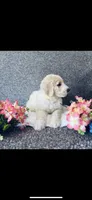 Bernice , a female Poodle - Standard  and Newfypoo for sale in Burlington, NC – 8 of 10