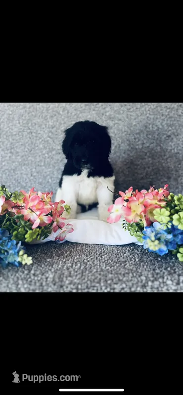 Noah  – Poodle - Standard , Newfypoo puppy for sale in Burlington, NC