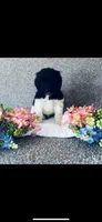 Noah , a male Poodle - Standard  and Newfypoo for sale in Burlington, NC – 4 of 10