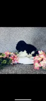 Leah, a female Poodle - Standard  and Newfypoo for sale in Burlington, NC – 3 of 7