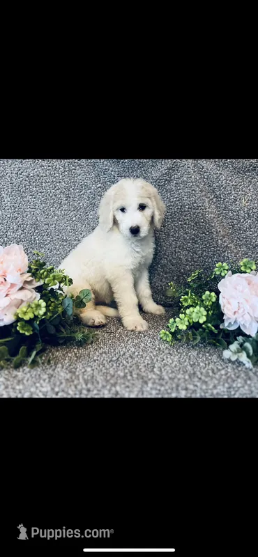 Bernice  – Poodle - Standard , Newfypoo puppy for sale in Burlington, NC