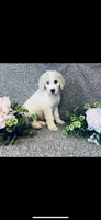 Bernice , a female Poodle - Standard  and Newfypoo for sale in Burlington, NC – 2 of 10
