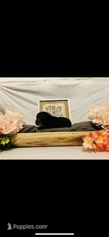 Martha  – Poodle - Standard , Newfypoo puppy for sale in Burlington, NC