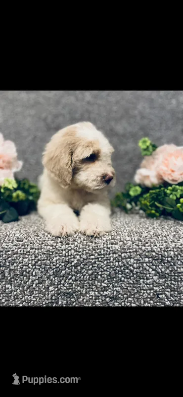 Mary – Poodle - Standard , Newfypoo puppy for sale in Burlington, NC