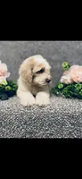 Mary, a female Poodle - Standard  and Newfypoo for sale in Burlington, NC – 3 of 10