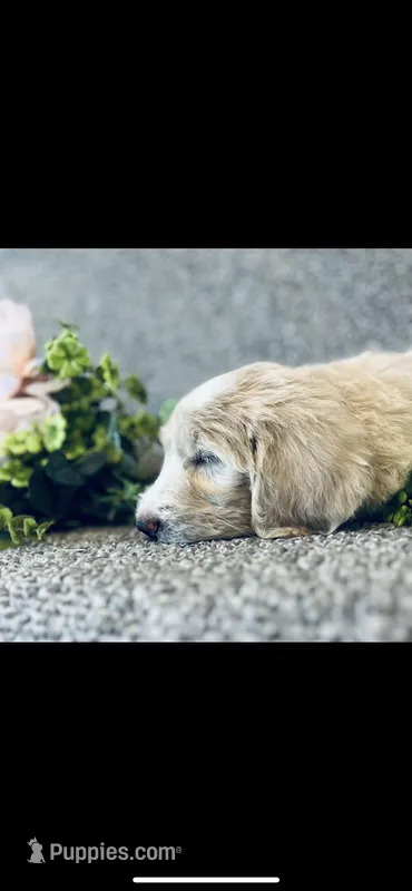 Sarah – Poodle - Standard , Newfypoo puppy for sale in Burlington, NC