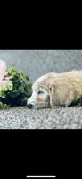 Sarah, a female Poodle - Standard  and Newfypoo for sale in Burlington, NC – 3 of 10