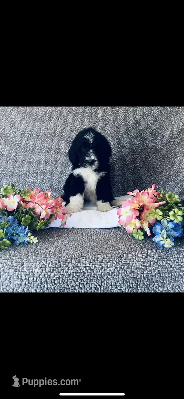 Anna – Poodle - Standard , Newfypoo puppy for sale in Burlington, NC