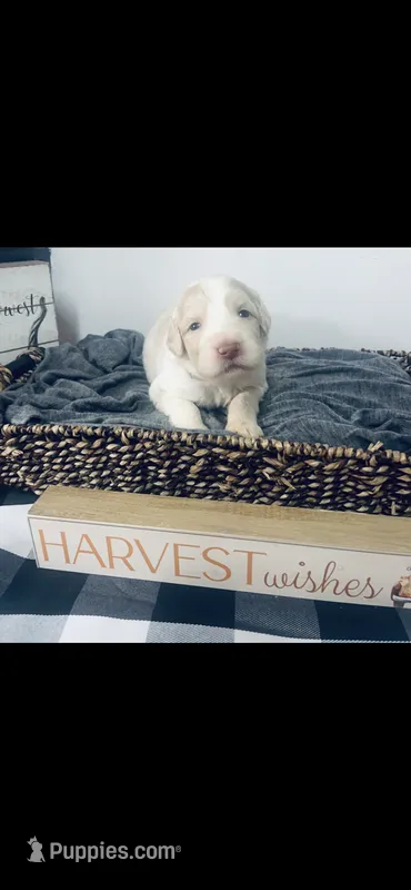 Lexie  – Poodle - Standard , Newfypoo puppy for sale in Burlington, NC