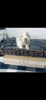 Lexie , a female Poodle - Standard  and Newfypoo for sale in Burlington, NC – 1 of 4