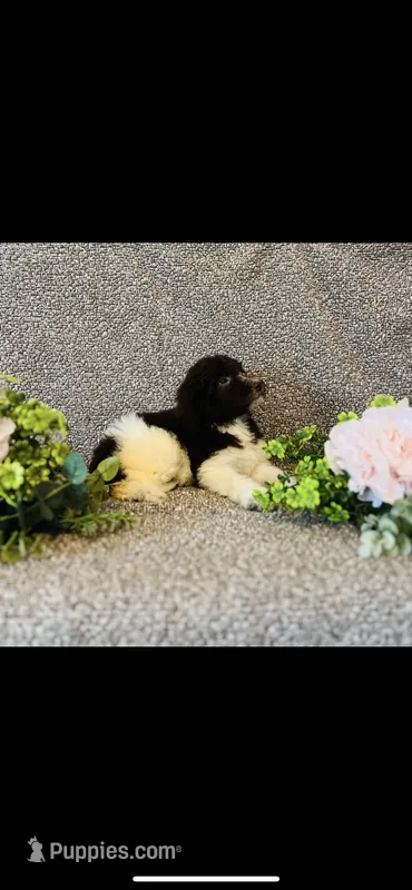 Naomi  – Poodle - Standard , Newfypoo puppy for sale in Burlington, NC