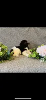 Naomi , a female Poodle - Standard  and Newfypoo for sale in Burlington, NC – 4 of 10