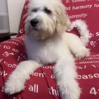 Zazu, a male Poodle - Standard  and Newfypoo for sale in Burlington, NC – Photo 2 of 4