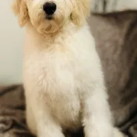 Zazu, a male Poodle - Standard  and Newfypoo for sale in Burlington, NC – Photo 3 of 4