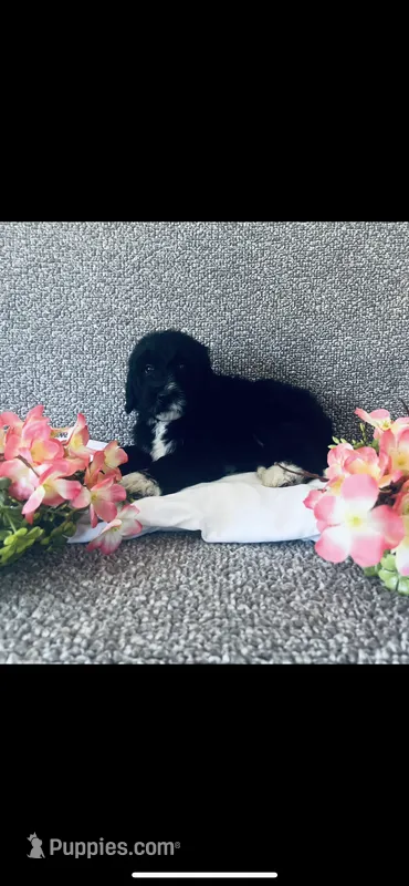 Martha  – Poodle - Standard , Newfypoo puppy for sale in Burlington, NC