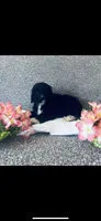 Martha , a female Poodle - Standard  and Newfypoo for sale in Burlington, NC – 4 of 10