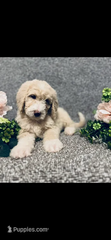 Phoebe  – Poodle - Standard , Newfypoo puppy for sale in Burlington, NC