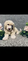 Phoebe , a female Poodle - Standard  and Newfypoo for sale in Burlington, NC – 1 of 10
