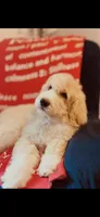 Phoebe , a female Poodle - Standard  and Newfypoo for sale in Burlington, NC – 3 of 10