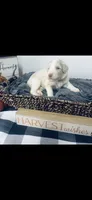 Lexie , a female Poodle - Standard  and Newfypoo for sale in Burlington, NC – 4 of 4