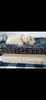 Alex, a male Poodle - Standard  and Newfypoo for sale in Burlington, NC – 2 of 4