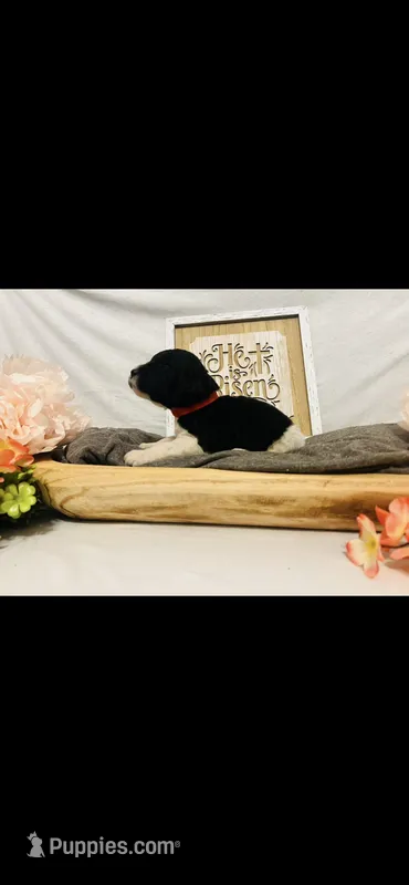 Micah  – Poodle - Standard , Newfypoo puppy for sale in Burlington, NC