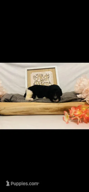 Micah  – Poodle - Standard , Newfypoo puppy for sale in Burlington, NC