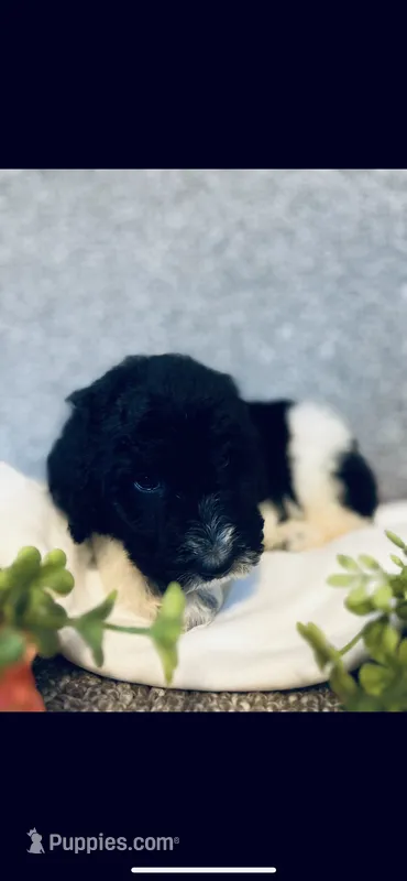 Micah  – Poodle - Standard , Newfypoo puppy for sale in Burlington, NC