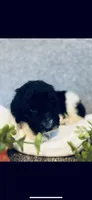 Micah , a male Poodle - Standard  and Newfypoo for sale in Burlington, NC – 5 of 10