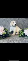 Bernice , a female Poodle - Standard  and Newfypoo for sale in Burlington, NC – 3 of 10