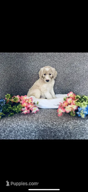 Sarah – Poodle - Standard , Newfypoo puppy for sale in Burlington, NC